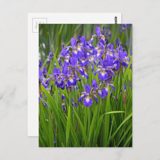 Lila Irisblütengarten Postkarte (Vorne/Hinten)