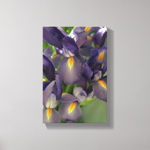 Lila Irische Blume Foto Leinwand Art Print