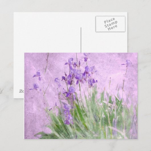 Lila Irisfarbe - Postkarte (Vorne/Hinten)