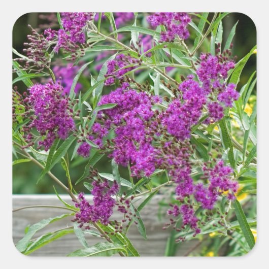 Lila Ironweed-Wildblumen - Vernonia gigantea Quadratischer Aufkleber (Vorderseite)
