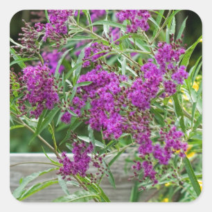 Lila Ironweed-Wildblumen - Vernonia gigantea Quadratischer Aufkleber
