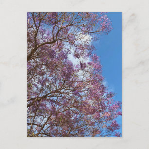 Lila Jacaranda-Baum Postkarte