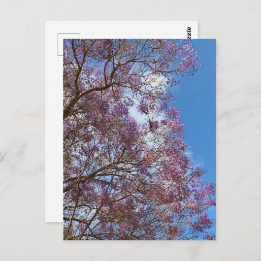 Lila Jacaranda-Baum Postkarte (Vorne/Hinten)