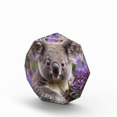 Lila Jacaranda Koala Bear, Fotoblock (Rechts)