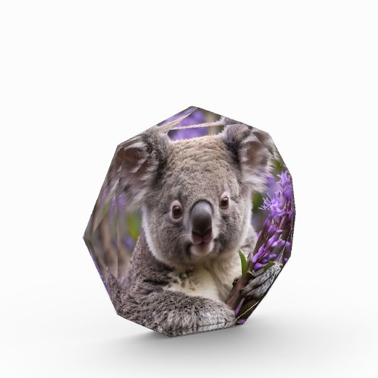 Lila Jacaranda Koala Bear, Fotoblock (Links)