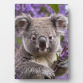 Lila Jacaranda Koala Bear, Fotoplatte (Vorderseite)