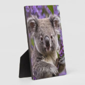 Lila Jacaranda Koala Bear, Fotoplatte (Seite)