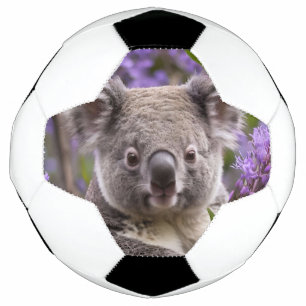 Lila Jacaranda Koala Bear, Fußball