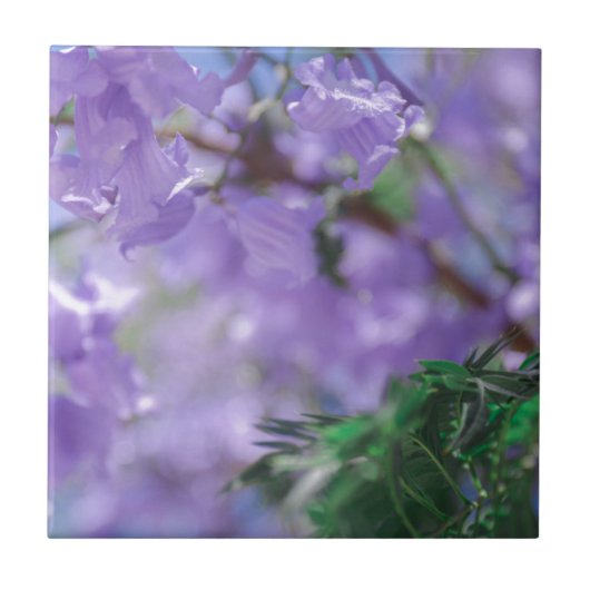Lila Jacaranda Tree Blume Fliese (Vorderseite)