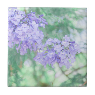 Lila Jacaranda Tree Blume Natur Fliese