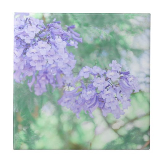 Lila Jacaranda Tree Blume Natur Fliese (Vorderseite)