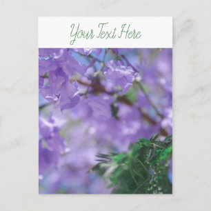 Lila Jacaranda Tree Blume Postkarte
