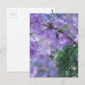 Lila Jacaranda Tree Blume Postkarte (Vorne/Hinten)