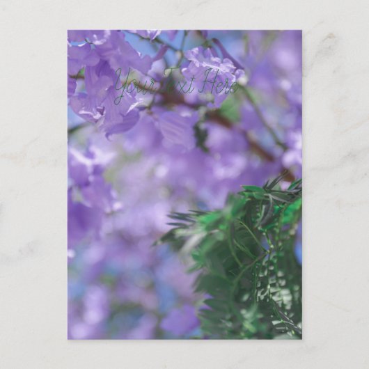Lila Jacaranda Tree Blume Postkarte (Vorderseite)