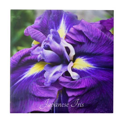 Lila Japanisch Iris Bloom Floral Fliese (Vorderseite)