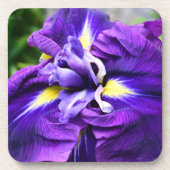 Lila Japanisch Iris Bloom Floral Getränkeuntersetzer (Vorderseite)
