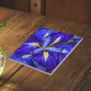 Lila Japanisch Iris Floral Fliese
