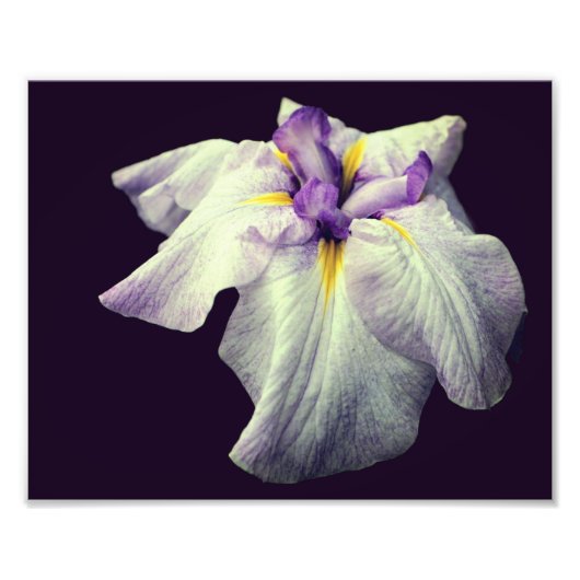Lila japanische Iris-Blume Nah 8x10 Fotodruck (Vorne)