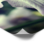 Lila japanische Iris-Blume Nah Poster (Ecke)