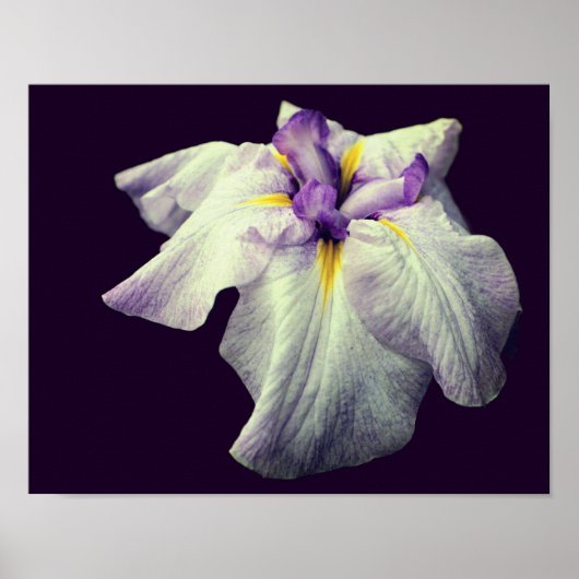 Lila japanische Iris-Blume Nah Poster (Vorne)
