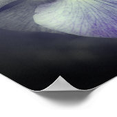 Lila japanische Iris-Blume partielle Farbe Poster (Ecke)