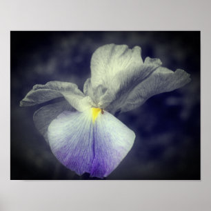 Lila japanische Iris-Blume partielle Farbe Poster