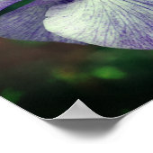 Lila japanische Iris-Blume Poster (Ecke)