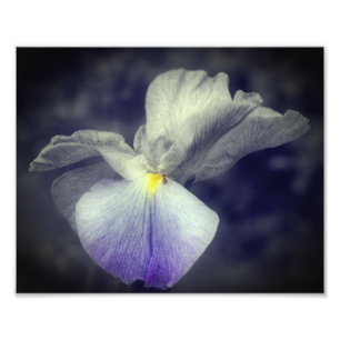 Lila japanische Iris-Blume, teilweise Farbe 8x10 Fotodruck