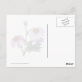 Lila Kaffeemaschine Postkarte (Rückseite)