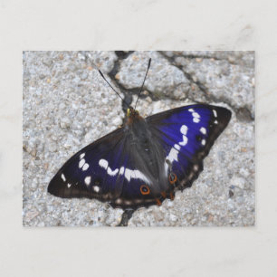 Lila Kaiserschmetterlingskarte Postkarte