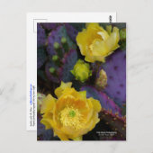 Lila Kakteen-Pantolblumen Postkarte (Vorne/Hinten)