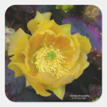 Lila Kakteen-Pantolblumen