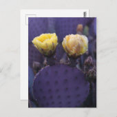 Lila Kaktus Blume Gelbe Blüten Postkarte (Vorne/Hinten)
