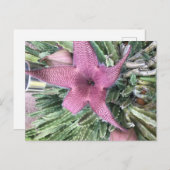 Lila Kaktus-Blume Postkarte (Vorne/Hinten)