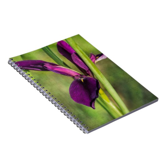 Lila Kampfhahn-Iris Louisianas Notizblock (Rechte Seite)