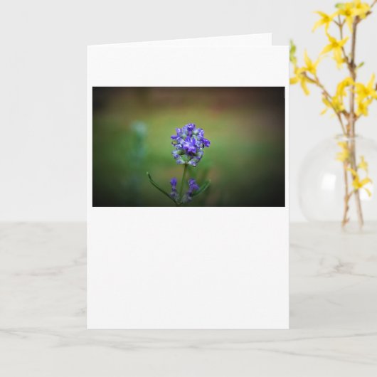 Lila, Karte (Gelbe Blume)