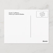 Lila Kauliblume Postkarte (Rückseite)