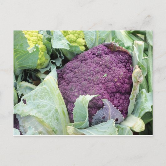 Lila Kauliblume Postkarte (Vorderseite)
