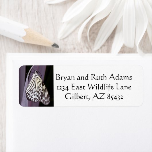 Lila Kite-Schmetterling (Insitu)