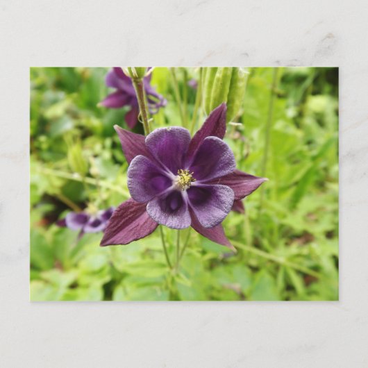 Lila Kolumne Postkarte (Vorderseite)