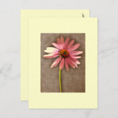 Lila Kone Blume Echinacea purpurea Postkarte (Vorne/Hinten)
