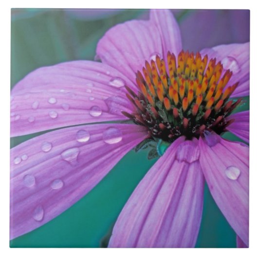 Lila Kone-Blume mit Wassertropfen Fliese (Vorderseite)