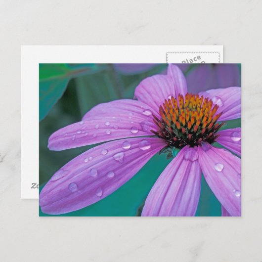 Lila Kone-Blume mit Wassertropfen Postkarte (Vorne/Hinten)