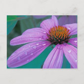 Lila Kone-Blume mit Wassertropfen Postkarte (Vorderseite)