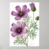 Lila Kosmos-Blume Art Print Poster (Vorne)