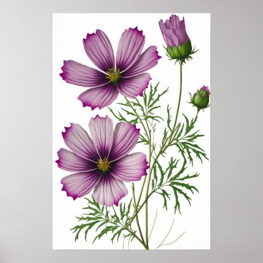 Lila Kosmos-Blume Art Print Poster (Vorne)
