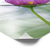 Lila Kosmos-Blume Fotodruck (Ecke)