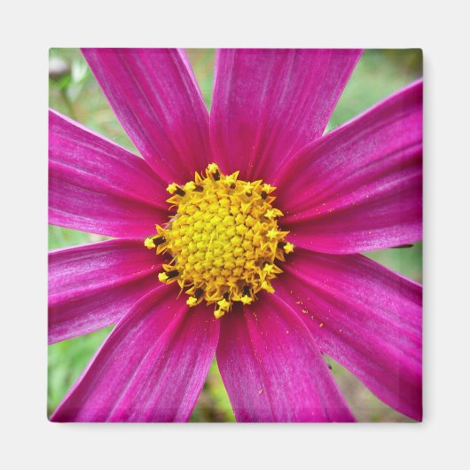 Lila Kosmos-Wildblume Magnet (Vorne)