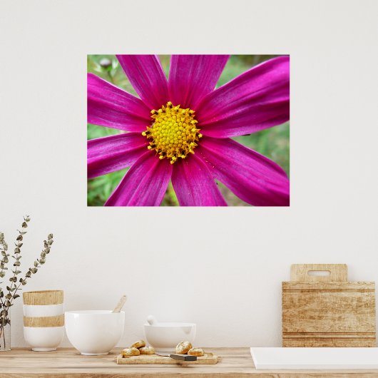 Lila Kosmos-Wildblume Poster (Küche)
