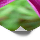 Lila Kosmos-Wildblume Poster (Ecke)